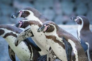 Humboldt Penguin Group Wall Art by Carol Herbert