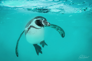 Humboldt Penguin Underwater Wall Art by Carol Herbert