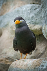 Inca Tern on Rock 2 Wall Art by Carol Herbert