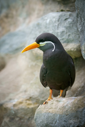 Inca Tern on Rock 1 Wall Art by Carol Herbert