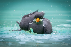 Inca Tern in Water 2 Art Print Options