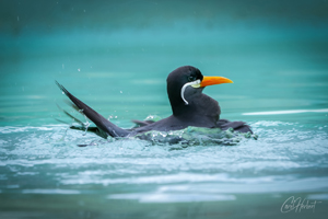 Inca Tern in Water 1 Wall Art by Carol Herbert