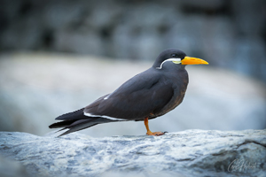 Inca Tern 2 Wall Art by Carol Herbert