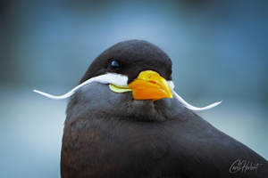 Inca Tern Head Wall Art by Carol Herbert