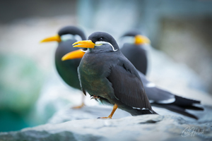 Inca Terns 1 Wall Art by Carol Herbert