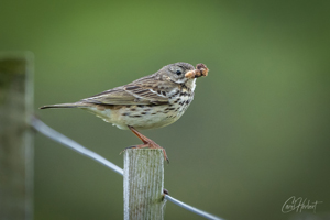 Meadow Pipit Wall Art and Gifts