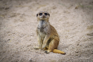 Sandy Meerkat Panoramic Prints