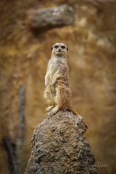 Meerkat on a Rock 1 Wall Art by Carol Herbert