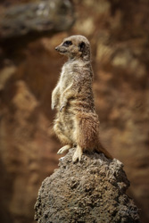 Meerkat on a Rock 2 Wall Art by Carol Herbert