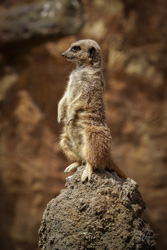 On-Guard Meerkat Wall Art by Carol Herbert