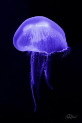 Purple Moon Jellyfish Art Print Options