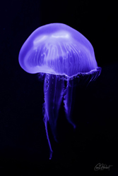 Purple Moon Jellyfish Wall Art by Carol Herbert