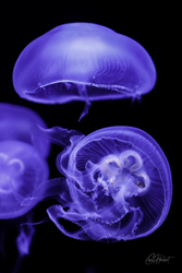 Three Purple Moon Jellyfish Wall Art by Carol Herbert