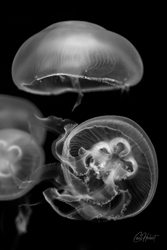 Three White Moon Jellyfish Art Print Options