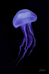 Moon Jellyfish Framed Print Options