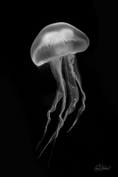 White Moon Jellyfish Mounted Print Options