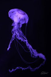 Single Moon Jellyfish Wall Art by Carol Herbert