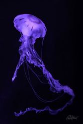 Single Moon Jellyfish Wall Art and Gifts