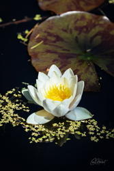 Single Water Lily Mounted Print Options