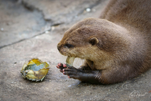 Crab-Eating Otter Mounted Print Options