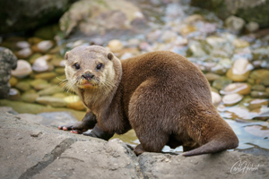 Otter Wall Art by Carol Herbert