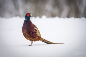 Pheasant in Snow Art Print Options