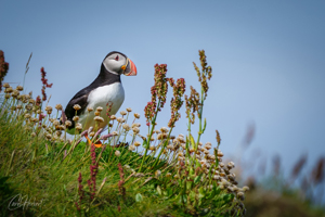 Colourful Handa Puffin Wall Art and Gifts