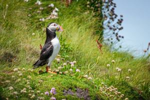 Majestic Handa Puffin Wall Art by Carol Herbert