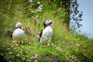 Waiting Handa Puffins Wall Art by Carol Herbert