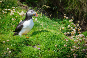 Gazing Handa Puffin Wall Art by Carol Herbert