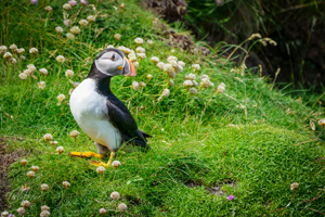 Alert Handa Puffin Wall Art by Carol Herbert