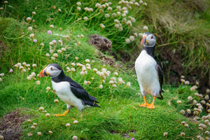 Alert Handa Puffins Wall Art by Carol Herbert