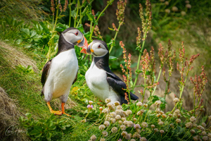 Friendly Handa Puffins Wall Art by Carol Herbert