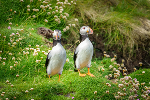 Posing Handa Puffins Wall Art by Carol Herbert