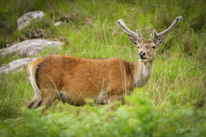 Scottish Red Deer Stag Mounted Print Options