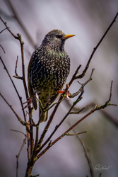 Starling 01 Wall Art by Carol Herbert