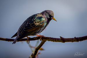 Starling 02 Wall Art by Carol Herbert