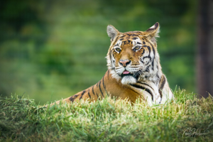 Sumatran Tiger Wall Art by Carol Herbert