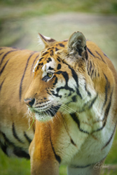 Sumatran Tiger Head Dibond Print Options