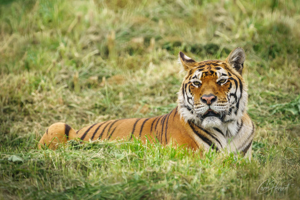 Sumatran Tiger in Grass Wall Art by Carol Herbert