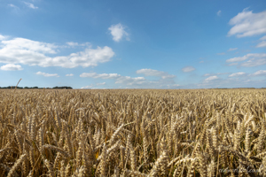 Wheat Field Wall Art by Carol Herbert