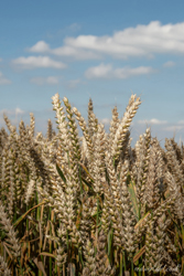 Summer Wheat Stalks Wall Art by Carol Herbert