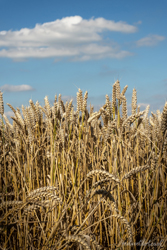 Summer Wheat Wall Art by Carol Herbert