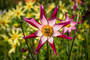 Alpen Chips Dahlia with Bee Mounted Print Options