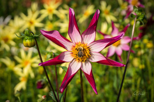 Alpen Chips Dahlia with Bee Wall Art by Carol Herbert