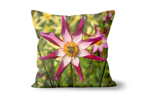 Alpen Chips Dahlia with Bee Cushion Options