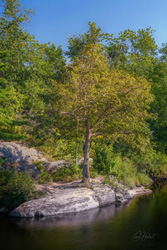 Androscoggin Tree Wall Art by Carol Herbert