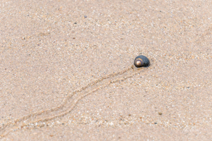 Snail on a Beach Board Mounted Art Print