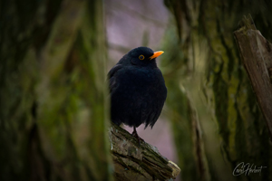 Blackbird Wall Art by Carol Herbert