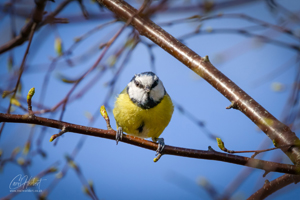 Angry Blue Tit Wall Art and Gifts